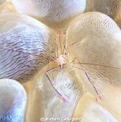 Bubble coral shrimp - Komodo, Indonesia by Michael Gallagher 